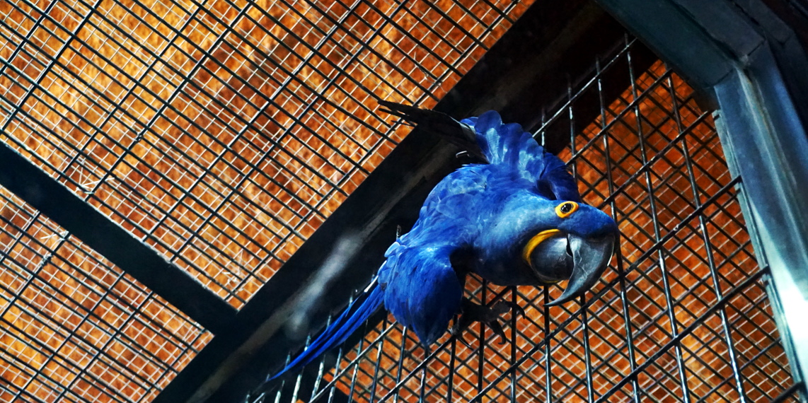 Blue Macaw