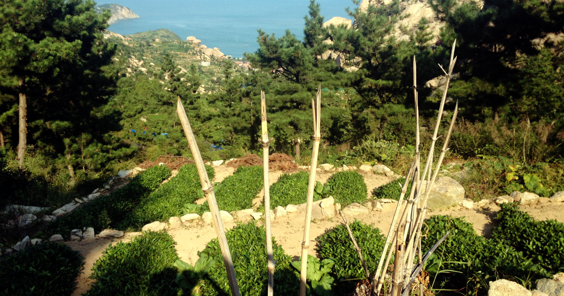 崂山茶树
